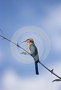 Whitefronted Bee-eater