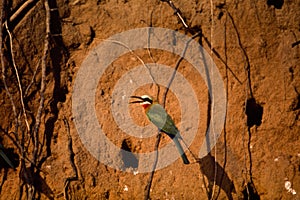 Whitefronted Bee-eater