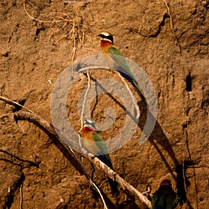 Whitefronted Bee-eater