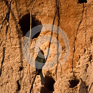 Whitefronted Bee-eater