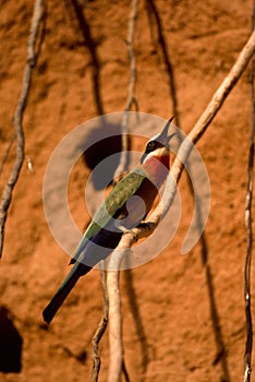 Whitefronted Bee-eater