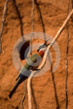 Whitefronted Bee-eater