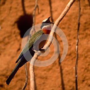 Whitefronted Bee-eater