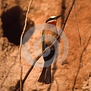 Whitefronted Bee-eater