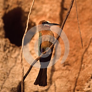 Whitefronted Bee-eater