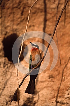 Whitefronted Bee-eater