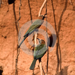 Whitefronted Bee-eater