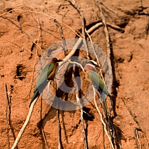 Whitefronted Bee-eater