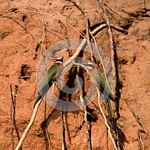 Whitefronted Bee-eater