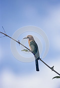 Whitefronted Bee-eater