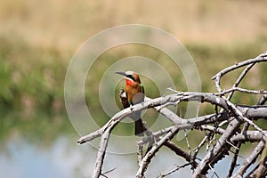 Whitefronted bee eater bird