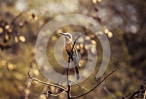 Whitefronted Bee-eater, Botswana, Africa