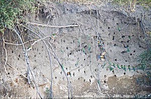 WHITEFRONTED BEE-EATER COLONY AT THEIR NESTS IN A CLIFF