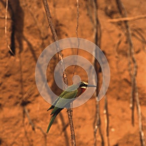 Whitefronted Bee-eater