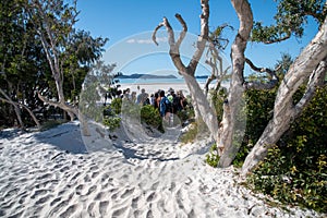 WHITEHAVEN BEACH, AUSTRALIA - AUGUST 22, 2018: Trees along the beach in the Whitsundays with tourists