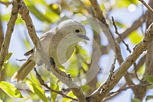 Whitehead Endemic Passerine of New Zealand