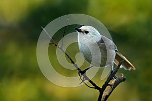 Whitehead - Mohoua albicilla - popokatea small bird from New Zealand, white head and grey body