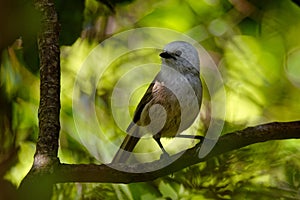 Whitehead - Mohoua albicilla - popokatea small bird from New Zealand, white head and grey body