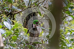 Whitehead's Broadbill bird endemic of Borneo sit inside bird nest