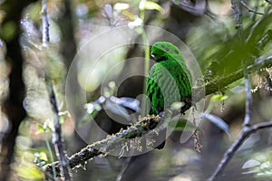 Whitehead\'s broadbill perching on a branch. Whitehead\'s Broadbill bird endemic of Borneo