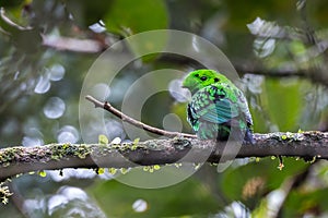 Whitehead\'s broadbill perching on a branch. Whitehead\'s Broadbill bird endemic of Borneo