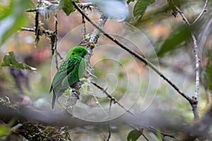 Whitehead\'s broadbill perching on a branch. Whitehead\'s Broadbill bird endemic of Borneo