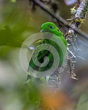 Whitehead\'s broadbill perching on a branch. Whitehead\'s Broadbill bird endemic of Borneo