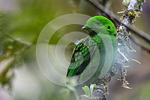 Whitehead\'s broadbill perching on a branch. Whitehead\'s Broadbill bird endemic of Borneo