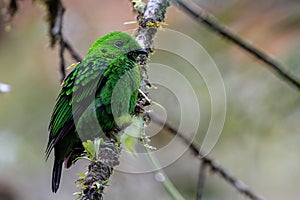 Whitehead\'s broadbill perching on a branch. Whitehead\'s Broadbill bird endemic of Borneo