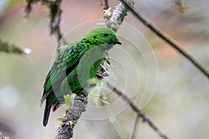 Whitehead\'s broadbill perching on a branch. Whitehead\'s Broadbill bird endemic of Borneo