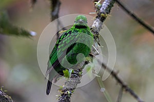 Whitehead\'s broadbill perching on a branch. Whitehead\'s Broadbill bird endemic of Borneo