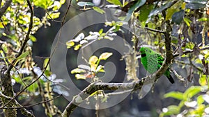 Whitehead\'s broadbill perching on a branch. Whitehead\'s Broadbill bird endemic of Borneo