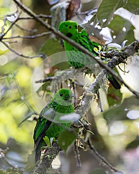 Whitehead\'s broadbill perching on a branch. Whitehead\'s Broadbill bird endemic of Borneo