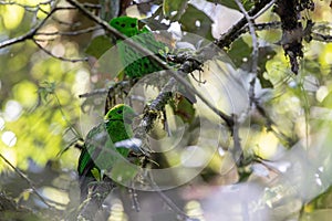 Whitehead\'s broadbill perching on a branch. Whitehead\'s Broadbill bird endemic of Borneo