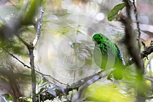 Whitehead\'s broadbill perching on a branch. Whitehead\'s Broadbill bird endemic of Borneo