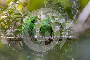 Whitehead\'s broadbill perching on a branch. Whitehead\'s Broadbill bird endemic of Borneo