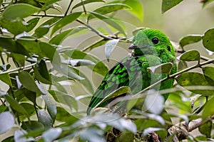 Whitehead\'s broadbill perching on a branch. Whitehead\'s Broadbill bird endemic of Borneo