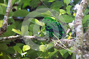 Whitehead`s broadbill