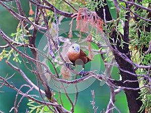 Whiteheaded munia