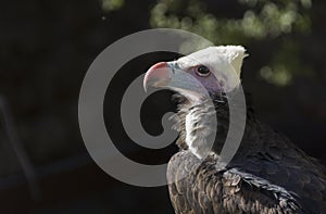 Whiteheaded vulture or Trigonoceps occipitalis