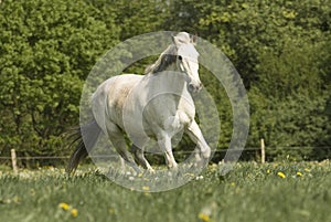 Whitehorse on the meadow photo