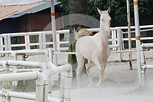 Whitehorse3