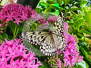 Whiteish colored Asian Butterfly with black patches sitting on pink flower. Beautiful south Asian Butterfly