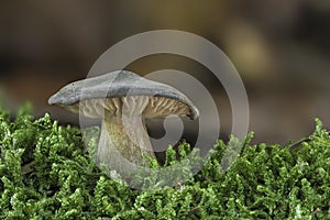 The Whitelaced Shank Megacollybia plathyphylla is an inedible mushroom photo