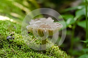 Whitelaced Shank Megacollybia platyphylla grow in forest