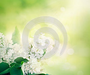 Whitelilac flowers in the garden