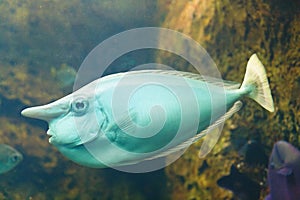 Whitemargin unicornfish Naso annulatus, also known as the Banded unicornfish, Bluefin unicornfish, Longhorn unicornfish photo