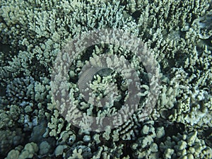 Whitemouth moray eel