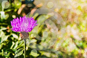 Whitened cornflower flower.