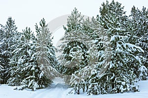 Winter Forest in Snow photo